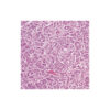 Microscope Olympus CX23 Photo, trino, plan, 40x,100x, 400x, LED - Image 3