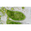 Bresser Microscope Bioscience, trino, 40x - 1000x - Image 4