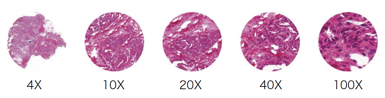 BestScope BS-2081L Trinocular LCD Research Biological Microscope - Image 3