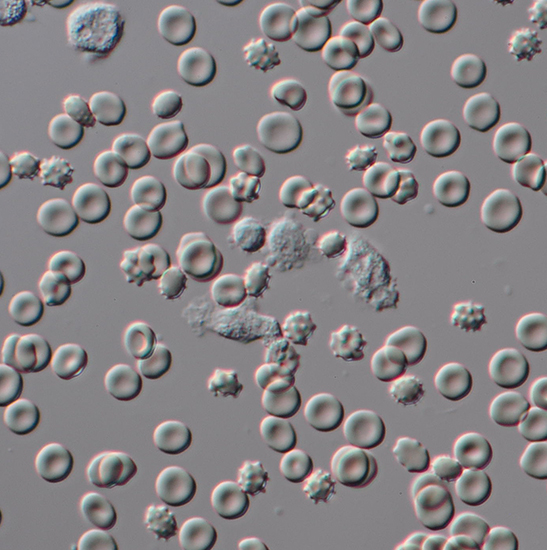 BestScope BS-2081 Research Biological Microscope - Image 8