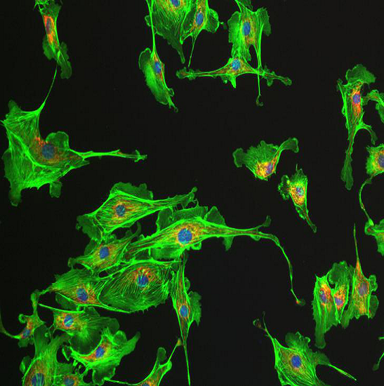 BestScope BS-2036FB(LED) Fluorescent Binocular Biological - Image 2